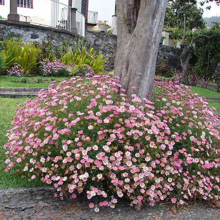 Romantic Apartamento